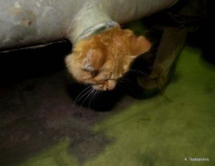 Χίος: Η Πυροσβεστική απεγκλώβισε το γατάκι