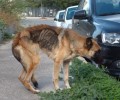 Σκελετωμένος σκύλος στο Ηράκλειο της Κρήτης