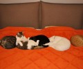 Θερμαινόμενη κουβέρτα από γάτες…