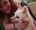 Χάθηκε σκύλος ράτσας Πίνσερ στο Μαρούσι Αττικής