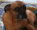 Έχασαν τον θηλυκό σκύλο τους ράτσας Μπόξερ στο Δήλεσι Βοιωτίας