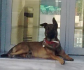 Σκύλος εξαφανίστηκε από τη Θέρμη Θεσσαλονίκης