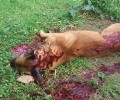 Άγιος Θωμάς Αιτωλοακαρνανίας: Σκότωσε με τσεκούρι τον σκύλο μπροστά στα μάτια του 12χρονου