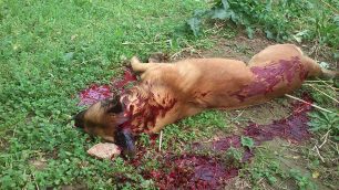 Άγιος Θωμάς Αιτωλοακαρνανίας: Σκότωσε με τσεκούρι τον σκύλο μπροστά στα μάτια του 12χρονου