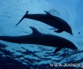 Πέθανε μετά από 37 χρόνια αιχμαλωσίας δελφίνι που χρησιμοποιήθηκε ως θέαμα και στο Αττικό Ζωολογικό Πάρκο