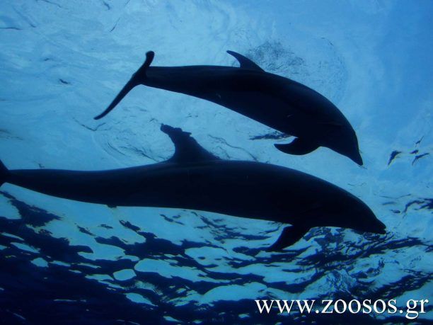 Πέθανε μετά από 37 χρόνια αιχμαλωσίας δελφίνι που χρησιμοποιήθηκε ως θέαμα και στο Αττικό Ζωολογικό Πάρκο