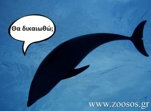 Το 2015 η δίκη για τις παράνομες παραστάσεις των δελφινιών στο Αττικό Ζωολογικό Πάρκο