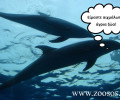 Π.Φ.Π.Ο. προς υπουργό Υγείας και ΥΠ.Α.Α.Τ.: «Τα δελφίνια δεν θεραπεύουν»
