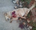 Ηράκλειο Κρήτης: Εκτέλεσαν την σκυλίτσα του εξ επαφής στα Λινοπεράματα Αμμουδάρας