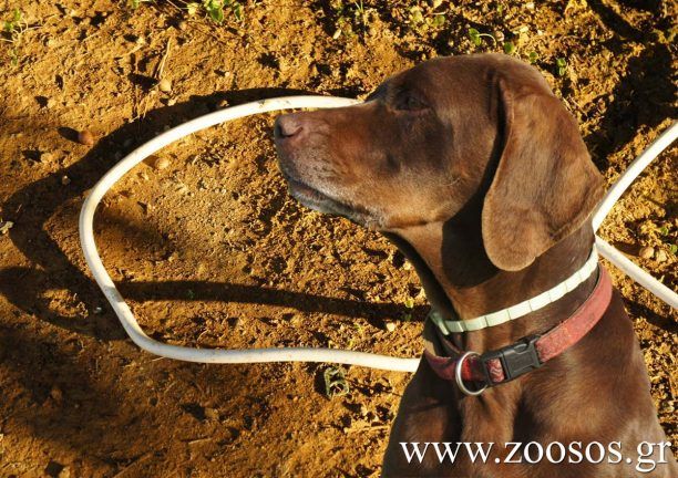 Ασπροπουλιά Μεσσηνίας: Από ηλεκτροπληξία σκοτώθηκε σκύλος, γλύτωσε ο κυνηγός