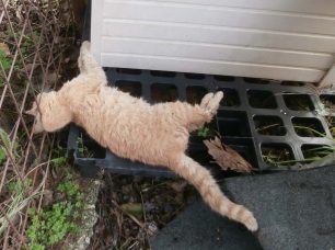 Κέρκυρα: 40 γάτες νεκρές από φόλες σε 6 μέρες στις Αλυκές Ποταμού