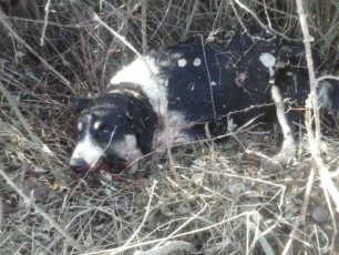 Βατερό Κοζάνης: 80χρονος πυροβόλησε στο στόμα και σκότωσε μια σκυλίτσα