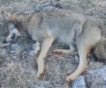 Άδρασσα Κοζάνης: Λύκος νεκρός από πυροβόλο όπλο