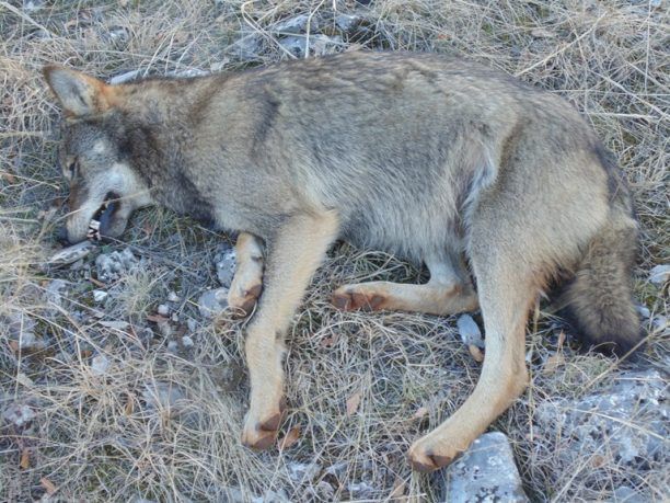 Άδρασσα Κοζάνης: Λύκος νεκρός από πυροβόλο όπλο