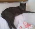 Χάθηκε θηλυκή γάτα στη Θεσσαλονίκη