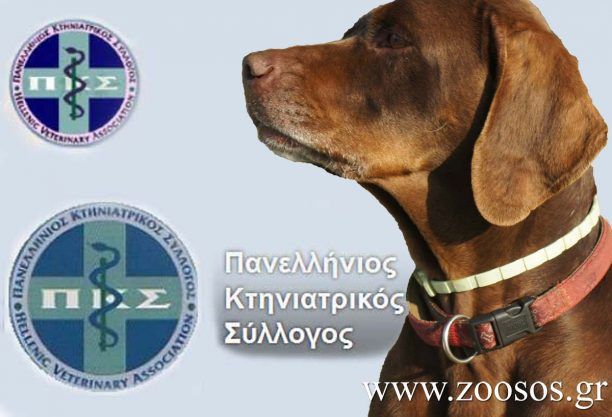 Υπέρ του ακρωτηριασμού των σκυλιών ο Πανελλήνιος Κτηνιατρικός Σύλλογος!