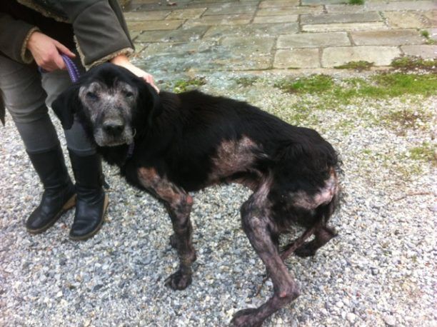 Πήλιο: Σκύλος σκελετωμένος και άρρωστος σκύλος στην τουριστική Τσαγκαράδα