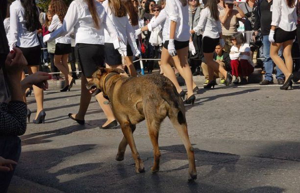 Παρελαύουν και τ' αδέσποτα;