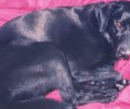 Χάθηκε μαύρος αρσενικός σκύλος στα Εξάρχεια