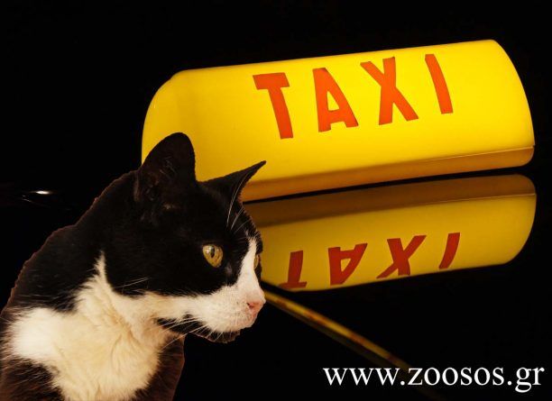 Π. Φάληρο: Χτύπησε γάτα με το ταξί του ενώ μπορούσε να την αποφύγει