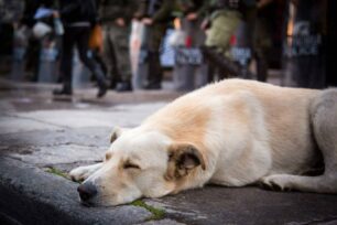 Αδέσποτος μπροστά στα ΜΑΤ και έξω από την ΕΡΤ