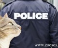 Χολαργός: Συνελήφθη επειδή χτύπησε με αεροβόλο μια γάτα
