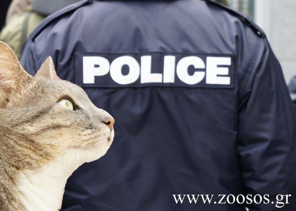 Χολαργός: Συνελήφθη επειδή χτύπησε με αεροβόλο μια γάτα