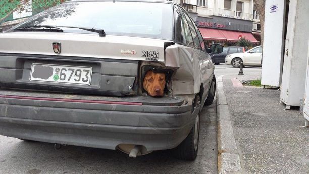 Δράμα: Έκλεισε τον σκύλο στο πορτμπαγκάζ γιατί τον υπεραγαπάει