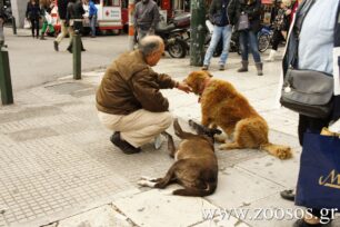 Αθηναίοι αποδείξτε τη φιλοζωία σας! Υιοθετήστε αδεσποτάκια!