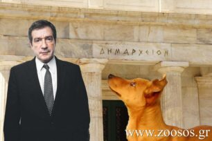 Ο Γ. Καμίνης θυμήθηκε τ’ αδέσποτα λόγω των εκλογών