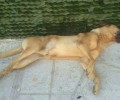 Μαρούσι: Δηλητηρίασαν έναν από τους πιο γνωστούς αδέσποτους σκύλους