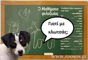 Ανθούπολη Αττικής: Δάσκαλος κλώτσησε το αδέσποτο σκυλάκι μπροστά στα μάτια των παιδιών