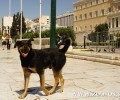 Η συζήτηση για τα δικαιώματα των ζώων και τη συνταγματική αναθεώρηση είχε παράδοξα υψηλό επίπεδο για τα δεδομένα του ελληνικού κοινοβουλίου (βίντεο)