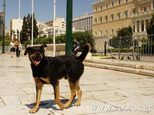 «Ευθανασίες» χωρίς έλεγχο & μειώσεις ποινών για κακοποίηση ζώων ζητάει εκπρόσωπος του Πανελλήνιου Κτηνιατρικού Συλλόγου (βίντεο)