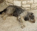 Κρούσμα λύσσας σε σκύλο στην Ελασσόνα