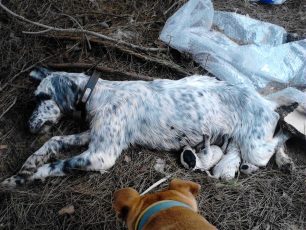 Ζάκυνθος: Νεκρή σκυλίτσα (Αγγλικό Σέτερ) από φόλα μαζί με τα κουτάβια της
