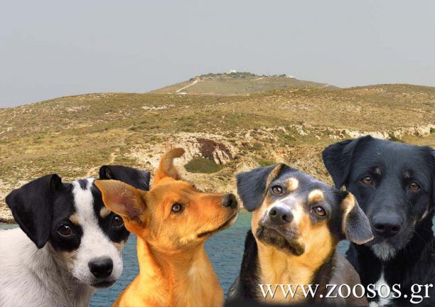 Εκπρόσωπος 1ου Κυνηγετικού Συλλόγου Χανίων: Να στείλουμε τα σκυλιά στα ξερονήσια!