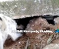 Γαλανέικα Λαμίας: Έθαψε ζωντανά τα κουτάβια άλλα τα έσωσε το κλάμα της σκυλίτσας (βίντεο)