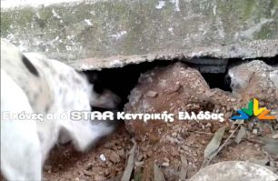 Γαλανέικα Λαμίας: Έθαψε ζωντανά τα κουτάβια άλλα τα έσωσε το κλάμα της σκυλίτσας (βίντεο)