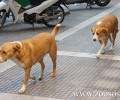 Αντιλυσσικός εμβολιασμός σκυλιών στο Δήμο Θεσσαλονίκης