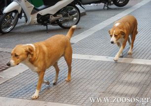 Αντιλυσσικός εμβολιασμός σκυλιών στο Δήμο Θεσσαλονίκης