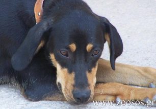 «Δεν προλάβαμε να σώσουμε την σκυλίτσα. Δηλητηριάστηκε από φόλα στο Ναύπλιο»