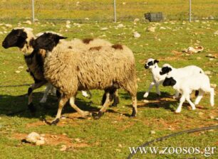 Σίφνος: Ποιος θα νοιαστεί για το αν σκότωσε τον σκύλο;