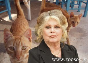 200 δωρεάν στειρώσεις αδέσποτων γατιών στην Αθήνα