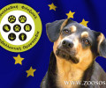 Ζητούν τη συνδρομή της Ε.Ε. για να σταματήσει η κακοποίηση των ζώων στην Ελλάδα