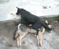 Ακόμα δύο σκυλιά νεκρά από φόλες στην Ιστιαία!