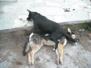 Ακόμα δύο σκυλιά νεκρά από φόλες στην Ιστιαία!