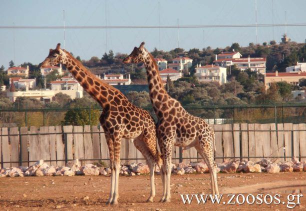 Η σκοτεινή πλευρά των ζωολογικών κήπων