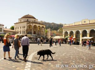 Διαμαρτυρία για την κακοποίηση των ζώων στην Ελλάδα στις 23/3 (βίντεο)