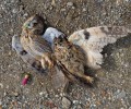Χανιά: Νανόμπουφοι νεκροί από σκάγια κυνηγού